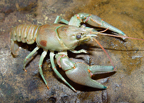 Rusty Crayfish