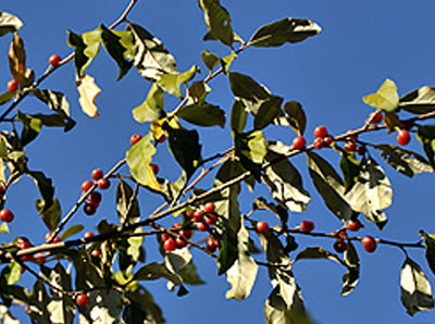 autumn olive berries