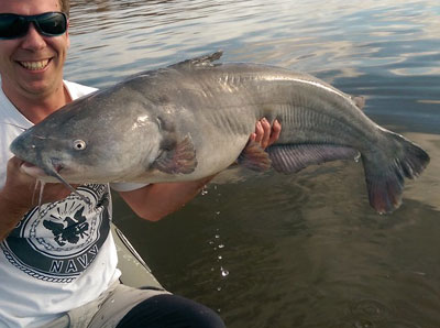 Blue Catfish