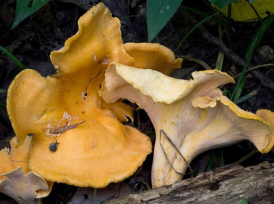 Chanterelle Mushrooms