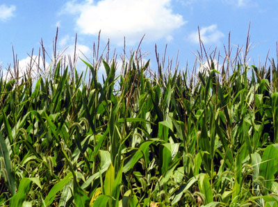 corn field