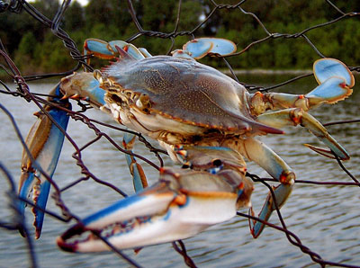 Crab Salad