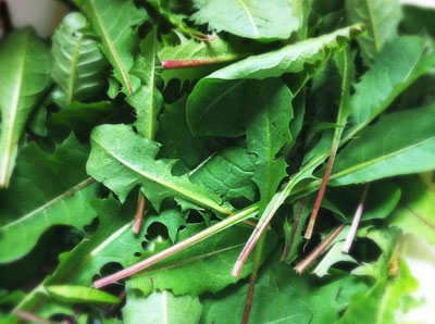 Dandelion Greens