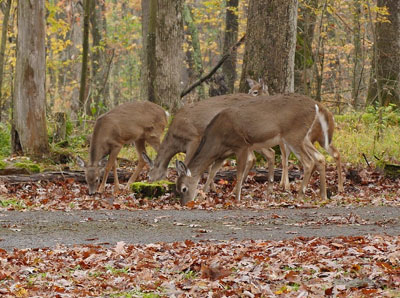 deer grazing