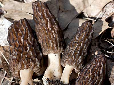 Morel Mushrooms