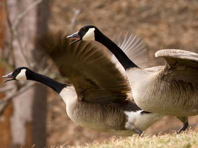 Canada Geese