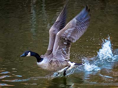 Canada Goose