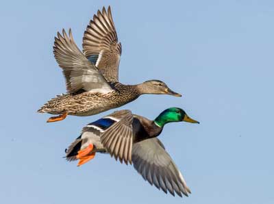 mallards