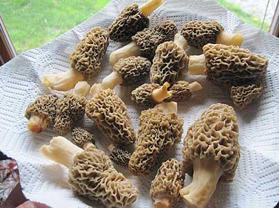 Morel Mushrooms