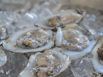 raw oysters