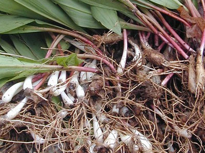 Ramps