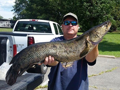 Snakehead