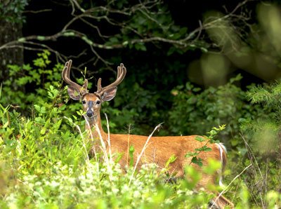 white tailed deer