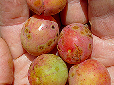 wild plums - photo Virginia Tech