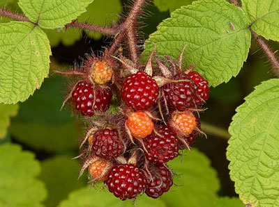 Wineberries