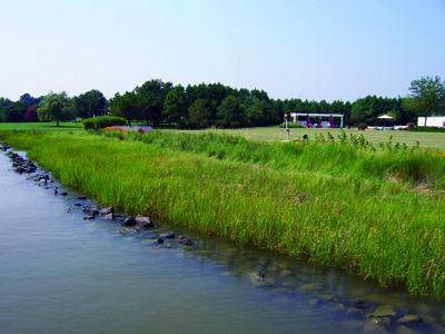 Tidal wetlands