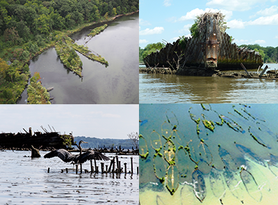 Photo collage of Mallows Bay