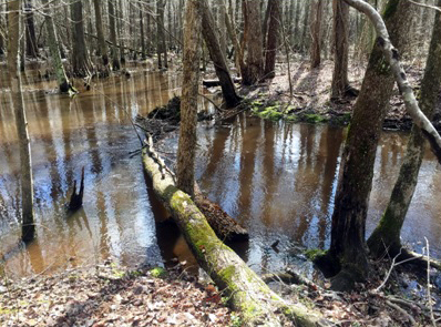 Pocomoke River flooding through breach in spoil levee.