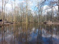 Pocomoke River Flooding