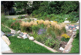 Rain Garden