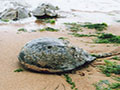 Horseshoe crabs in sand