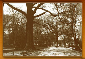 Large tree left in middle of the road, with cars passing. Easton, Maryland, 1920s