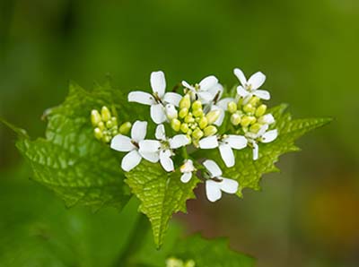 garlic mustard