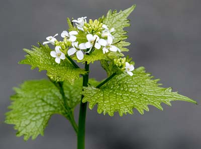 garlic mustard