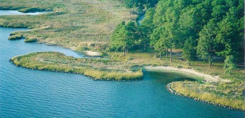 Photograph of Living Shoreline