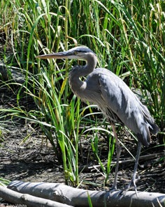 Blue Heron Image