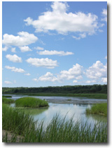 marsh image