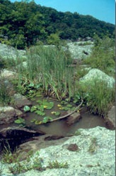 Image of a marsh