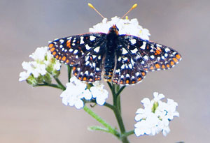 Baltimore Checkerspot