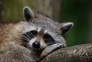 Raccoon