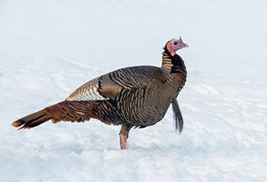 Wild turkey