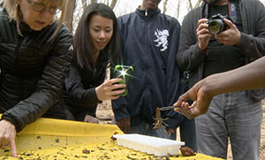 Students identifying macroinvertebrates