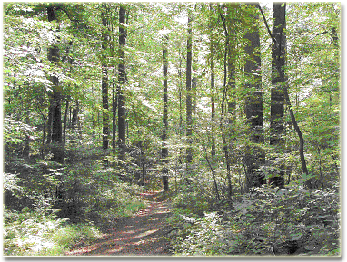 path through a forest