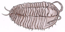 trilobyte