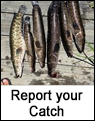 Snakehead_Report.jpg