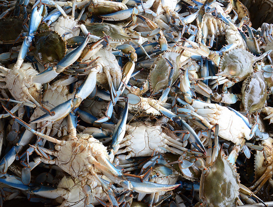 Blue Crabs