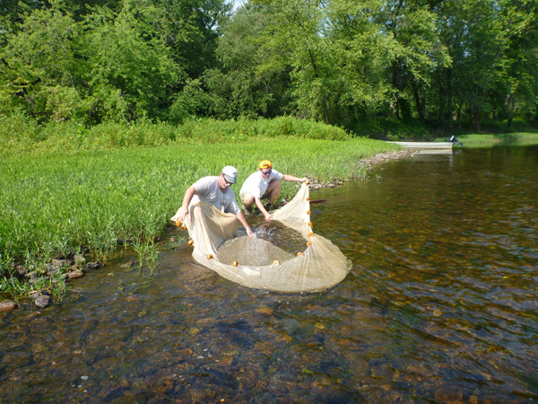 Fisheries biologist using a sein net.