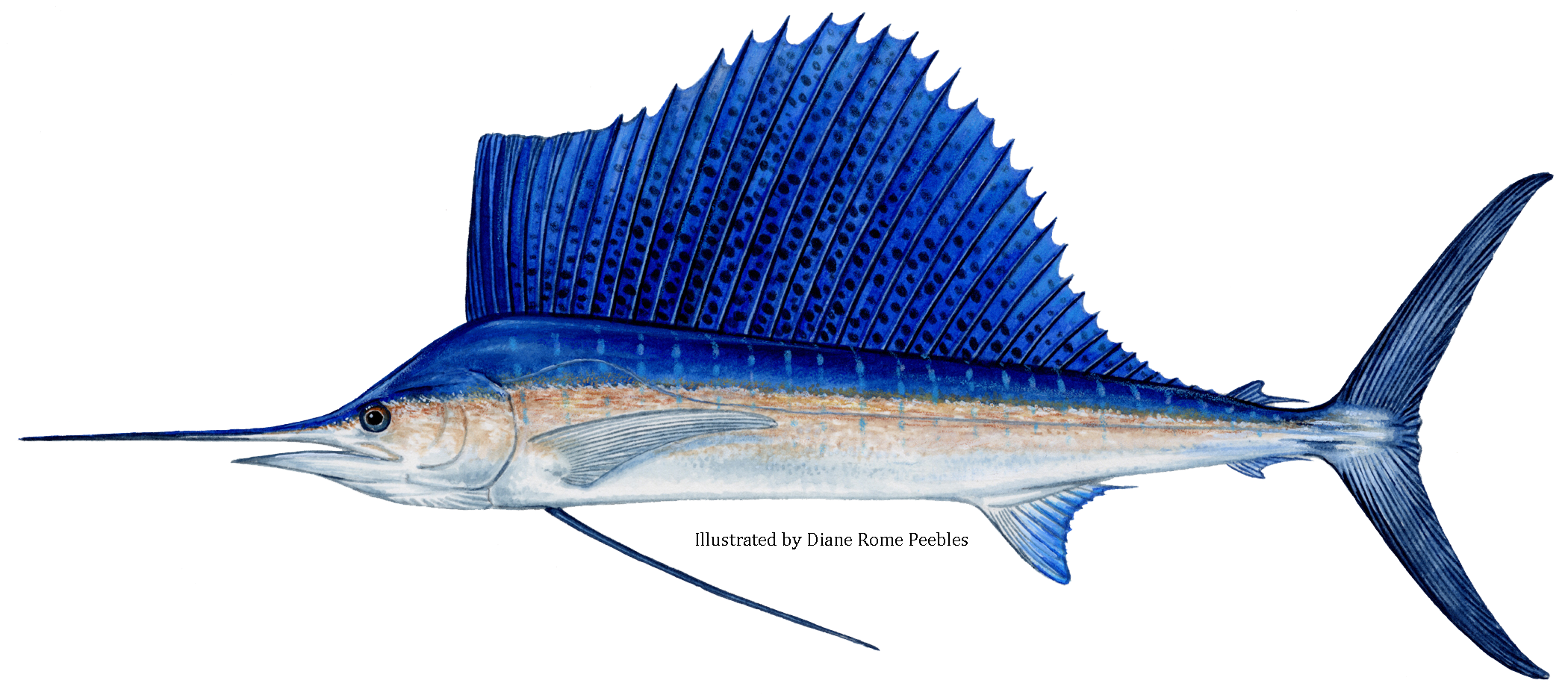 sailfish.png