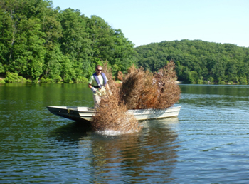 Bioloigst putting old Christmas trees in the water.