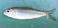 American Shad