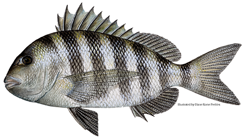 Sheepshead