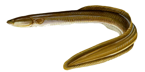 American Eel