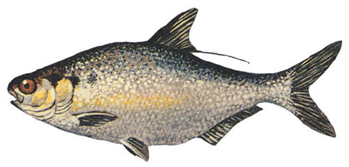 American Gizzard Shad