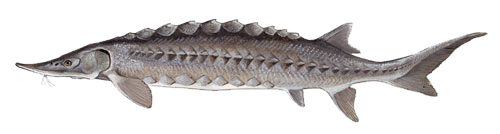 Atlantic Sturgeon