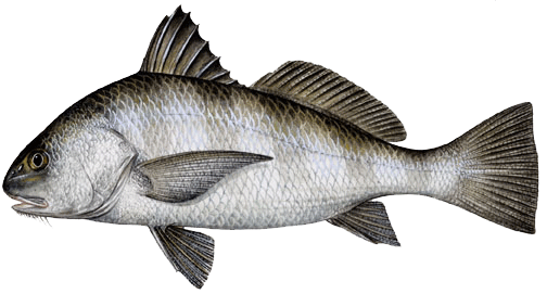 Black Drum