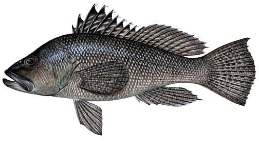 Black Sea Bass